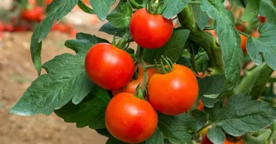 Создать мем \"томат помидор, томаты для открытого грунта, сорта томатов\" -  Картинки - Meme-arsenal.com