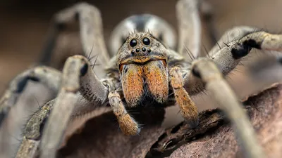Spider Desktop, паук, насекомые, обои для рабочего стола, цифровое  изображение png | Klipartz