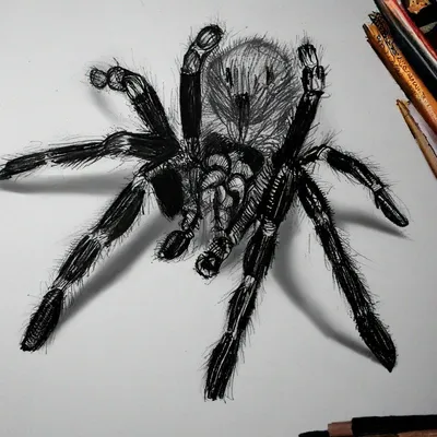 Паук нарисованный карандашом 4к» — создано в Шедевруме