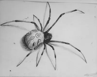 Рисунки пауков карандашом для срисовки - 86 фото