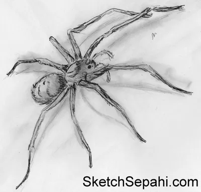 Как нарисовать паука карандашом — пошаговая инструкция в картинках — Как  нарисовать?