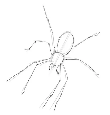 Как нарисовать паука карандашом для начинающих поэтапно, легко