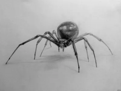 Маленький паук с большими глазами - 63 фото