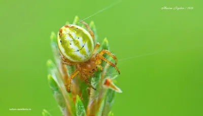 Крестовик обыкновенный | zoo-ekzo.com- Экзотические животные