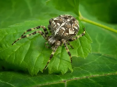 Фотогалерея - Пауки (Aranei) - Крестовик угловатый (Araneus angulatus) -  Природа Республики Мордовия