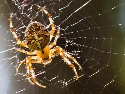 https://terrariums.ru/arthropods/spiders/araneus-diadematus/