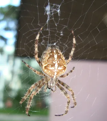 Крестовик четырехпятнистый (Araneus quadratus) - Picture Insect