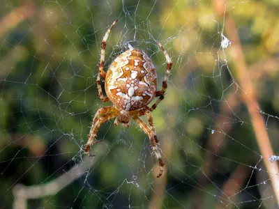 Обыкновенный крестовик (Araneus diadematus) - Picture Insect