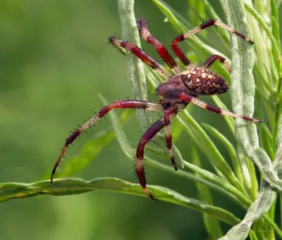 Фотокаталог членистоногих: Обыкновенный крестовик (Araneus diadematus)