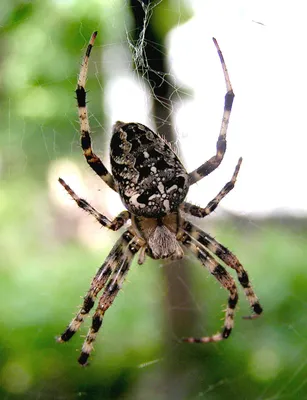 Огромный паук крестоносец в середине…» — создано в Шедевруме