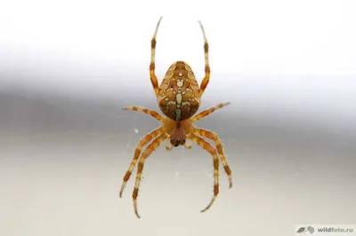 Крестовик четырехпятнистый (Araneus quadratus) - Picture Insect