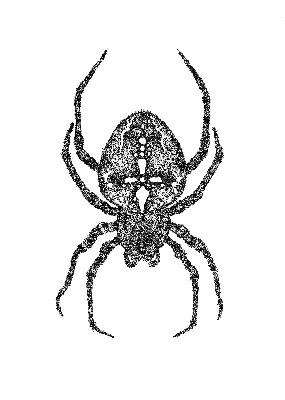 Паук крестовик» — создано в Шедевруме