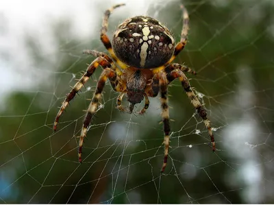 File:Araneus (Паук-крестовик).jpg - Wikimedia Commons