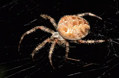 Крестовик в Волгоградском регионе является одним из самых распространенных  пауков