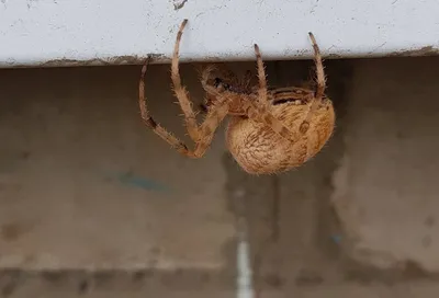 Фотокаталог членистоногих: Обыкновенный крестовик (Araneus diadematus)