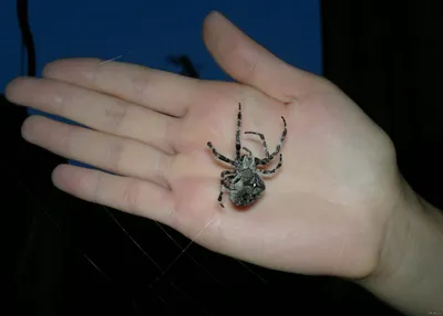Житель Клинцов снял на фото ядовитого паука-крестовика