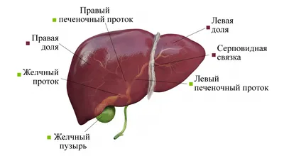 Здоровье печени