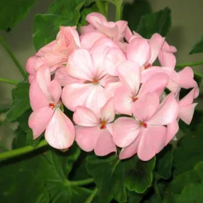 Купить семена пеларгонии зональной розовой с доставкой почтой по Украине |  интернет-магазин Ogurki.com