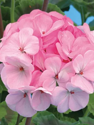 Семена Пеларгонии Ярка F1 Светло-розовая 10 сем купить в Украине с  доставкой | Цена в Svitroslyn.ua