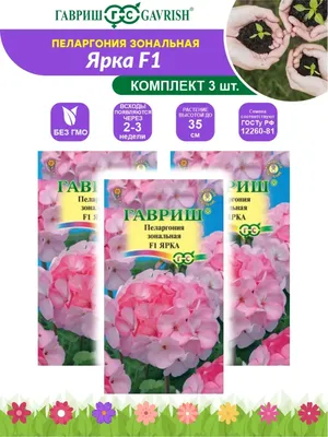 Семена цветов Пеларгония \"Ярка\", F1, 4 шт (5462543) - Купить по цене от  98.00 руб. | Интернет магазин SIMA-LAND.RU