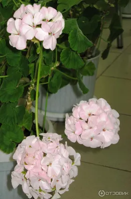 Отзыв о Семена Гавриш пеларгония \"Ярка F1\" | Отличная всхожесть семян,  очень красивое растение с обильным продолжительным цветением.