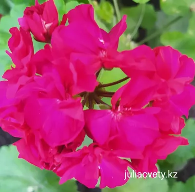 Пеларгония Ярка (укорененный черенок) — купить в Красноярске. Горшечные  растения и комнатные цветы на интернет-аукционе Au.ru