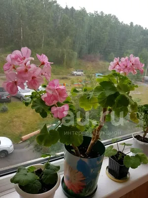 Моя первая пеларгония | Naturlana Pelargonio | Дзен