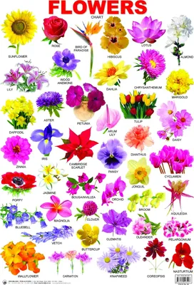 Цветы по-английски