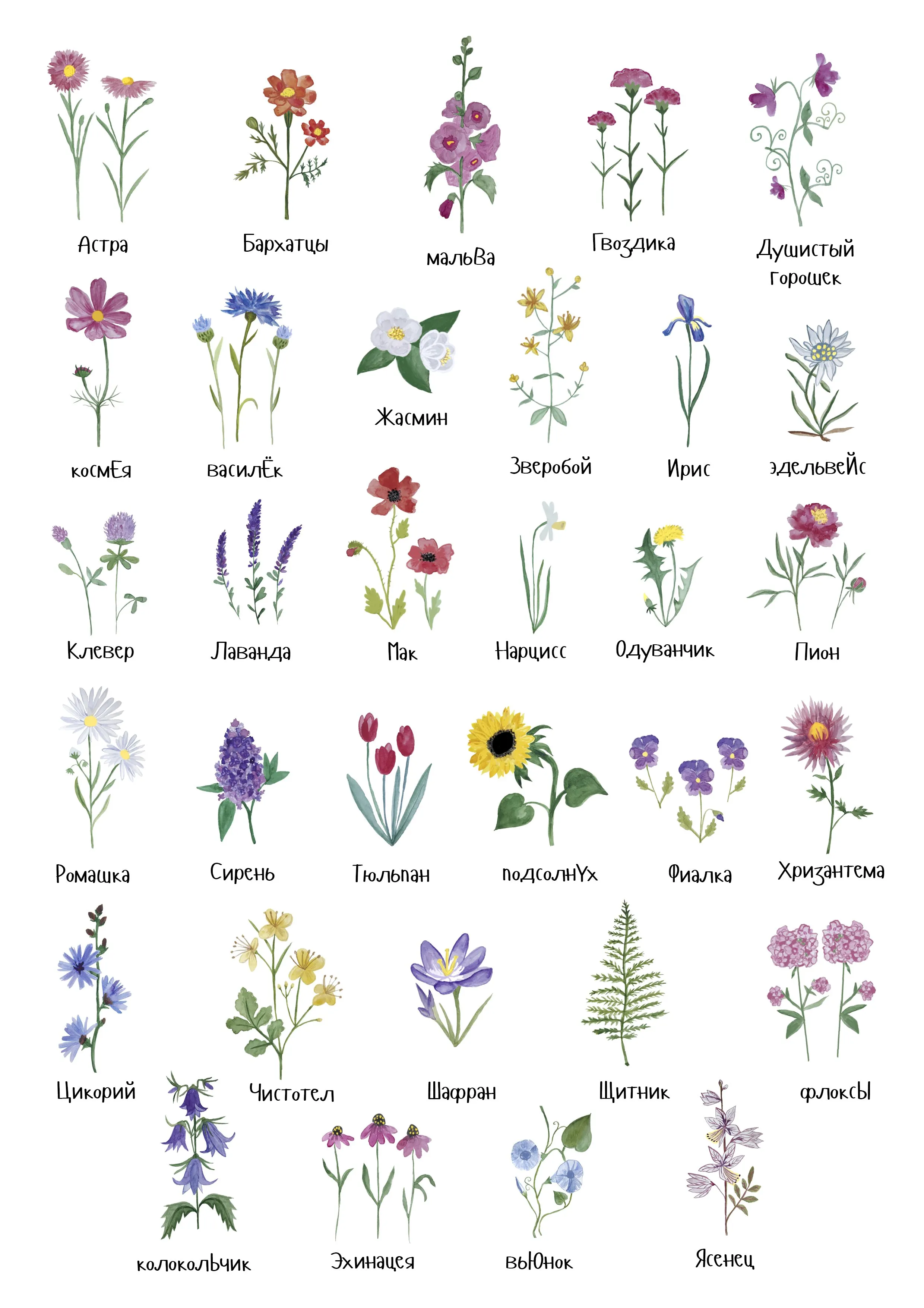 Цветы названия. Цветы разные названия. Название цветочного. Названия цветов растений.