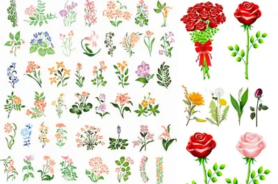 Название цветов растений с картинками » DreemPics.com - картинки и рисунки  на рабочий стол бесплатно