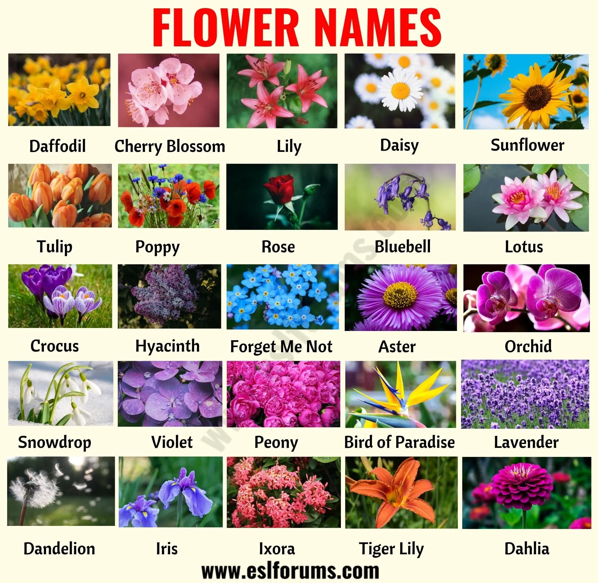 Цветы названия. Названия цветов растений. Название всех видов цветов. Наземия цветок. Картинки цветов с именами