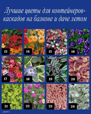 24 лучших цветка для «висячего сада» на балконе и на даче летом: название +  картинка | Дача - это маленькая жизнь | Дзен
