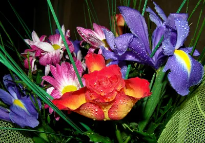 картинки : цветок, лепесток, Роза, ботаника, Флора, цвета, Ирис, состав,  букет цветов, Макросъемка, цветущее растение, красивые цветы, много цветов,  Наземный завод 3173x2214 - - 1217351 - красивые картинки - PxHere