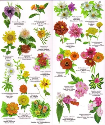 Основные сорта и виды цветов, подходящие для высадки на могиле