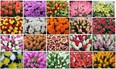 24 лучших цветка для «висячего сада» на балконе и на даче летом: название +  картинка | Дача - это маленькая жизнь | Дзен