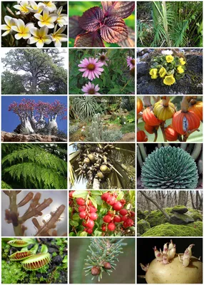 Картинки название цветов для сада (65 фото) » Картинки и статусы про  окружающий мир вокруг
