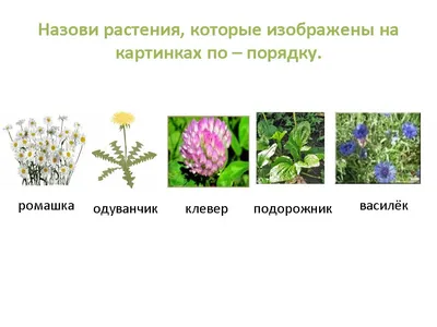 Ошибана. Картины из цветов и растений. Виды рукоделия – часть 5. | NT  HandМade | Дзен