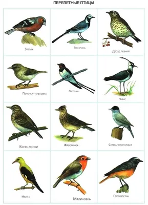Поделки на тему перелетные птицы (56 фото) - фото - картинки и рисунки:  скачать бесплатно