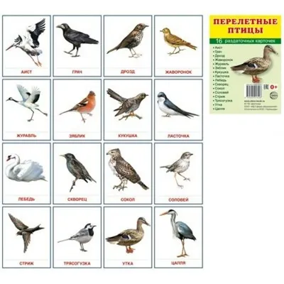 Набор карточек. Перелетные птицы. 16 раздаточных карточек 63х87 - купить с  доставкой по выгодным ценам в интернет-магазине OZON (713501311)