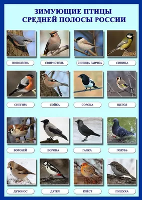 Картинки птицы весной для детей с названиями (68 фото) » Картинки и статусы  про окружающий мир вокруг
