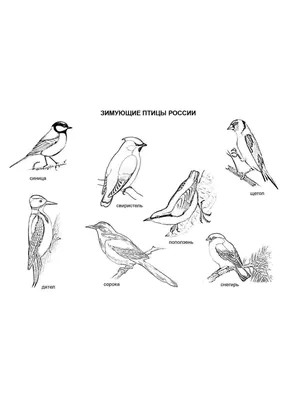 rgdb.ru - Эколекция в РГДБ: «Перелётные птицы: юг или север?»