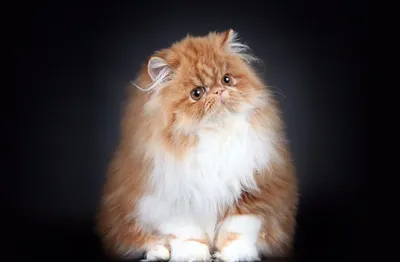 Персидский кот — требовательный денди. Характер, здоровье, уход |  Собакевичи | Дзен