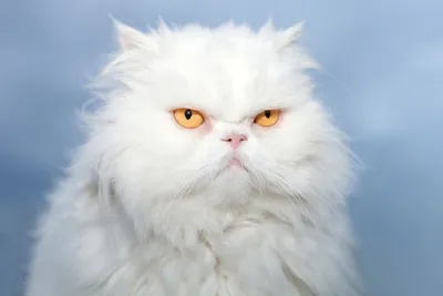 🐈Её величество Персидская кошка: красота, характер, интеллект | Нос,  хвост, лапы | Дзен