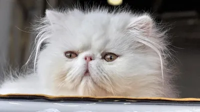 Персидская кошка - описание породы, питомники, достоинства и недостатки