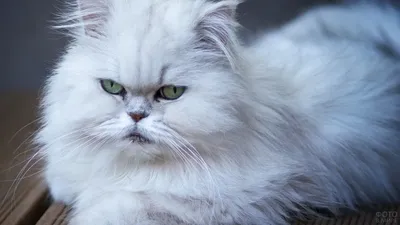 Картины: персидская кошка – заказать на Ярмарке Мастеров – QWGP8RU |  Картины, Апатиты