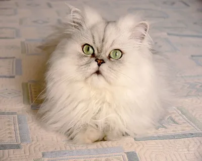 Персидская кошка: картинки и фото в формате JPG, PNG и WebP | Персидская  кошка Фото №24245 скачать