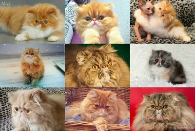 Топ-5 пород кошек, которые живут дольше всех - Газета МИГ