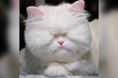Персидская кошка: фото, характер, описание породы | РБК Life