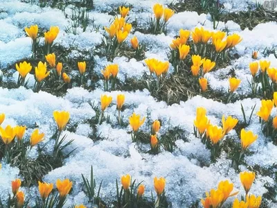В первые дни весны первые цветы расцвели на лугу в парке Стоковое  Изображение - изображение насчитывающей природа, зеленый: 156574093