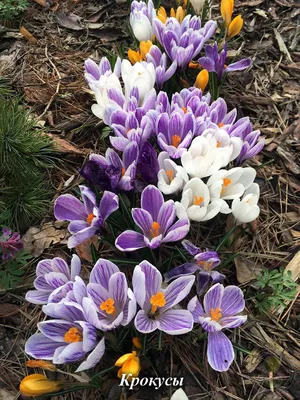 Первые цветы весны